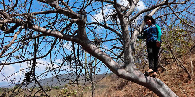 Inka Forest y el árbol del Palo Santo