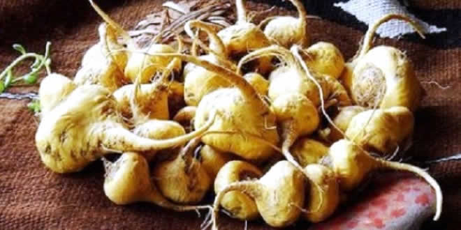 Beneficios y propiedades curativas de la maca