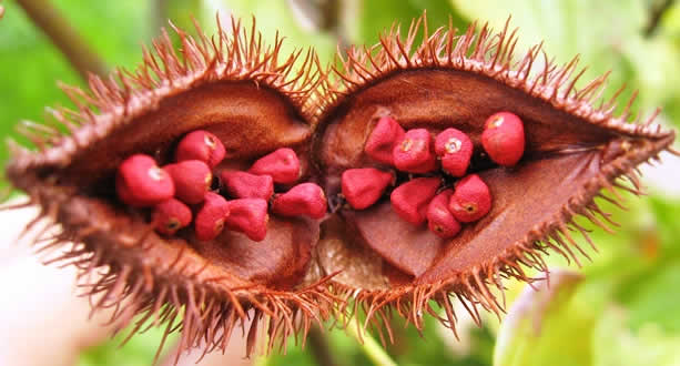 Conoce las propiedades medicinales del achiote