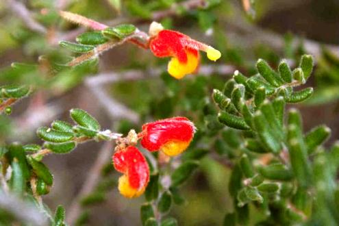 Conoce los milagrosos beneficios de la uña de gato