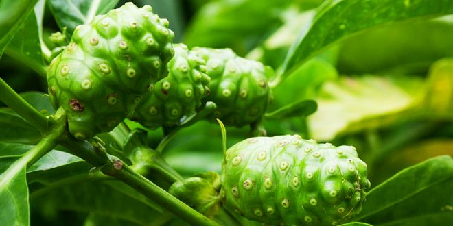 propiedades del noni