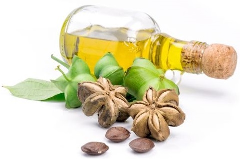 sacha inchi y su aceite milagroso