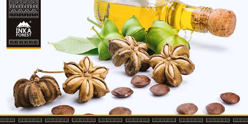 propiedades y beneficios del sacha inchi