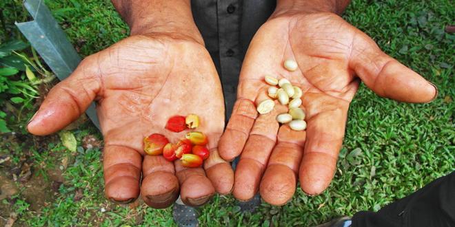 el cafe peruano conquista el mercado europeo